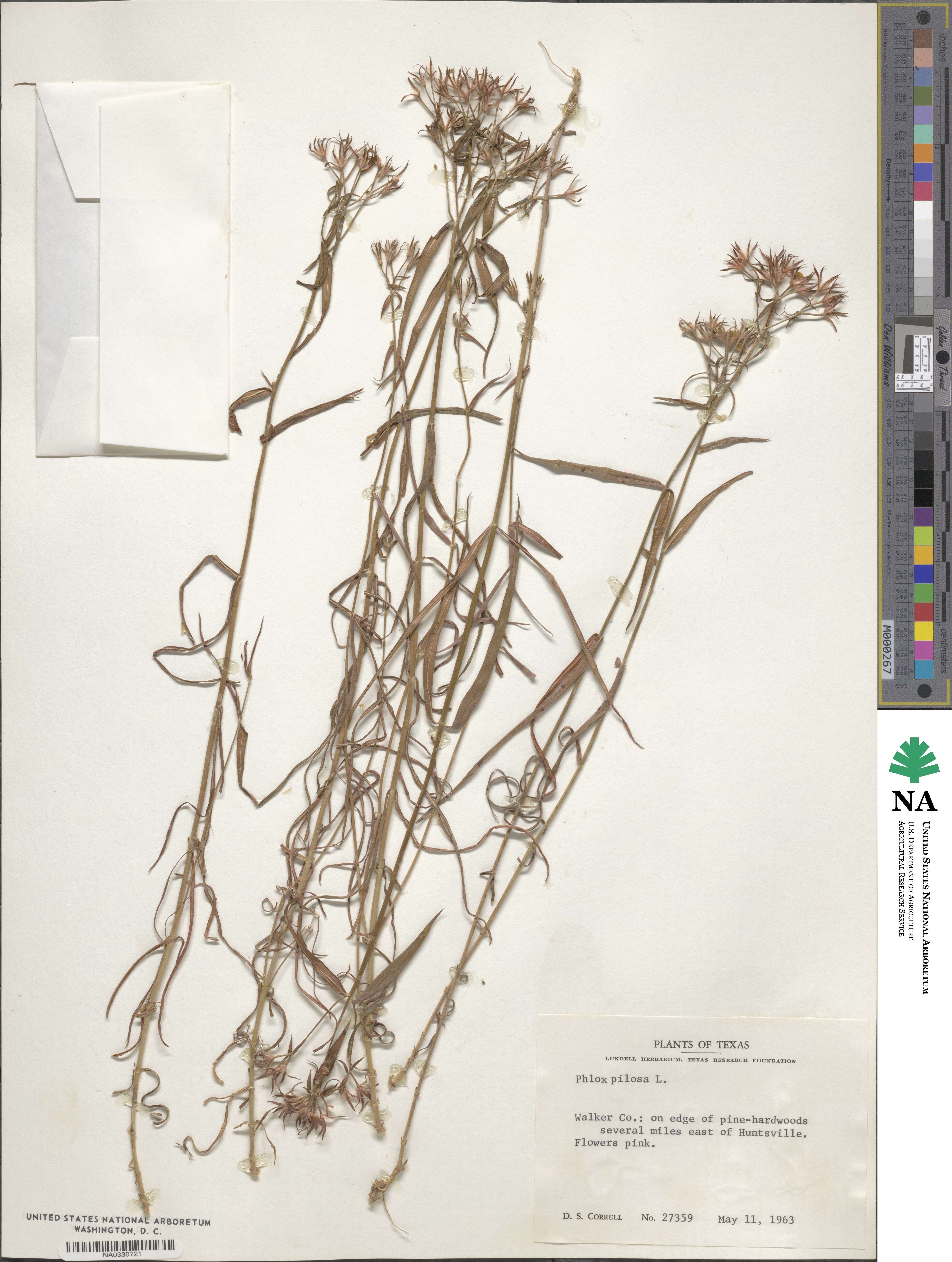 Phlox pilosa image
