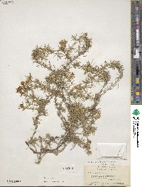 Phlox subulata image