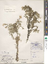 Phlox subulata image