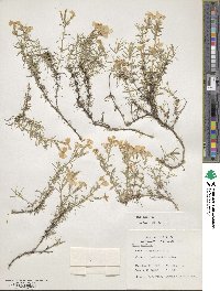 Phlox subulata image