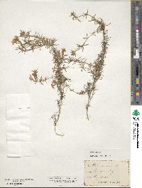 Phlox subulata image