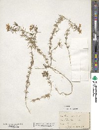 Phlox subulata image