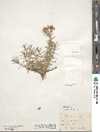 Phlox subulata image