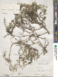 Phlox subulata image