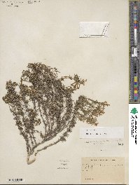 Phlox subulata image