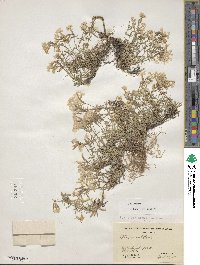 Phlox subulata image