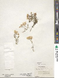 Phlox subulata image