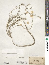 Phlox subulata image