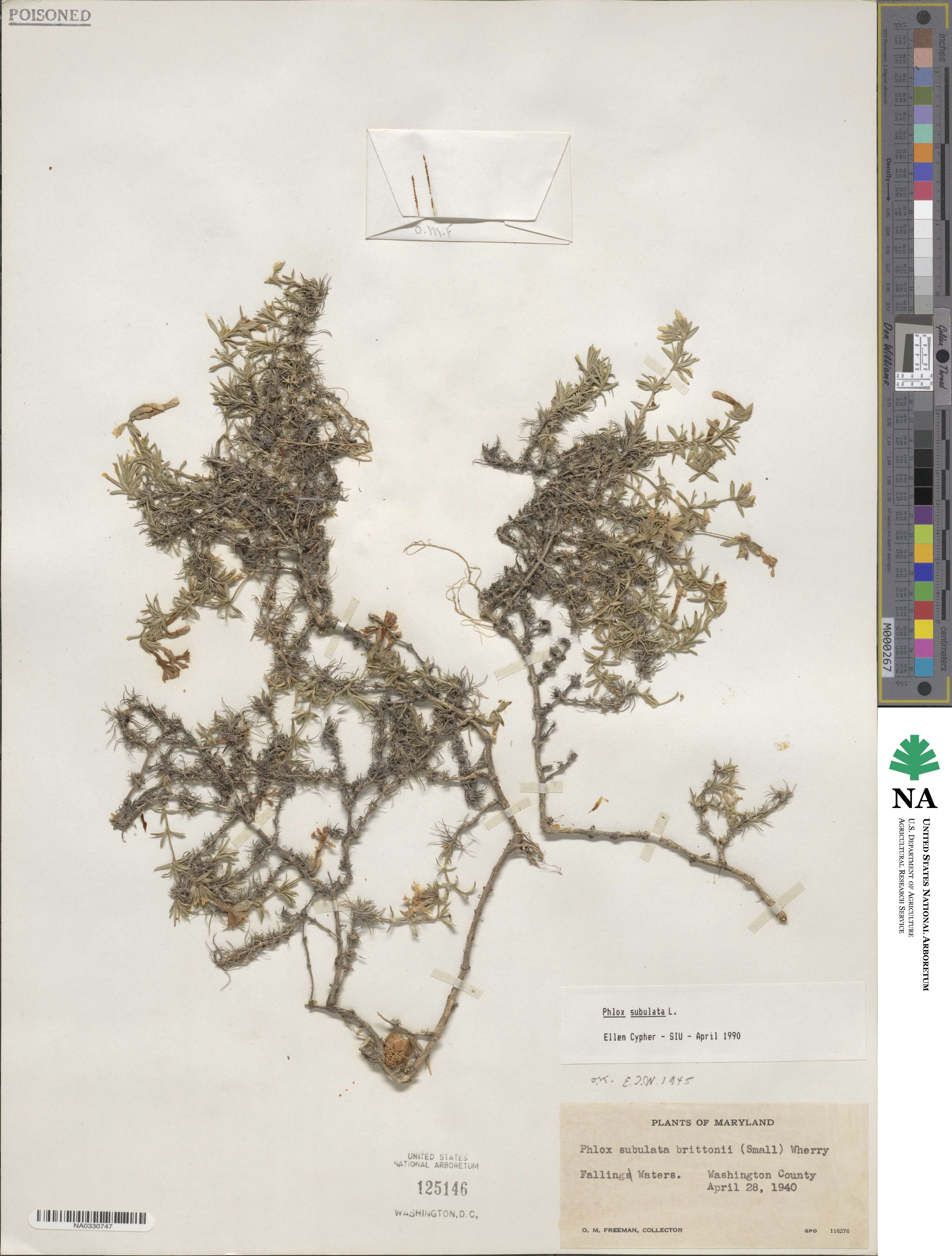 Phlox subulata image