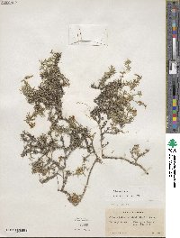 Phlox subulata image