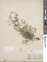 Phlox subulata image