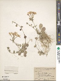 Phlox stolonifera image