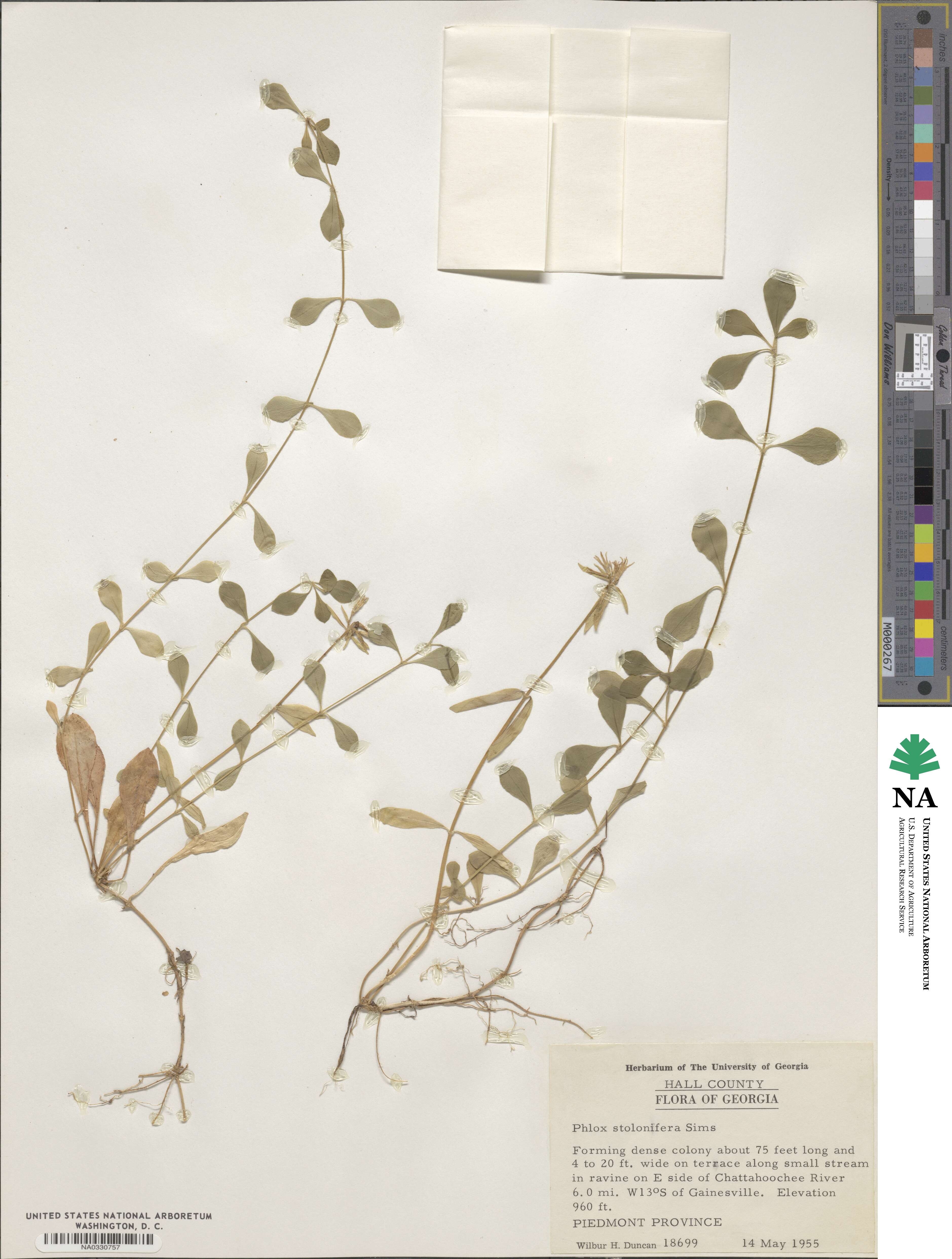 Phlox stolonifera image