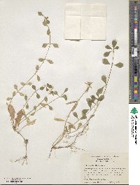 Phlox stolonifera image