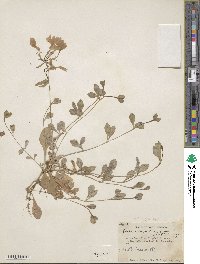 Phlox stolonifera image