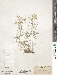 Phlox bifida subsp. stellaria image