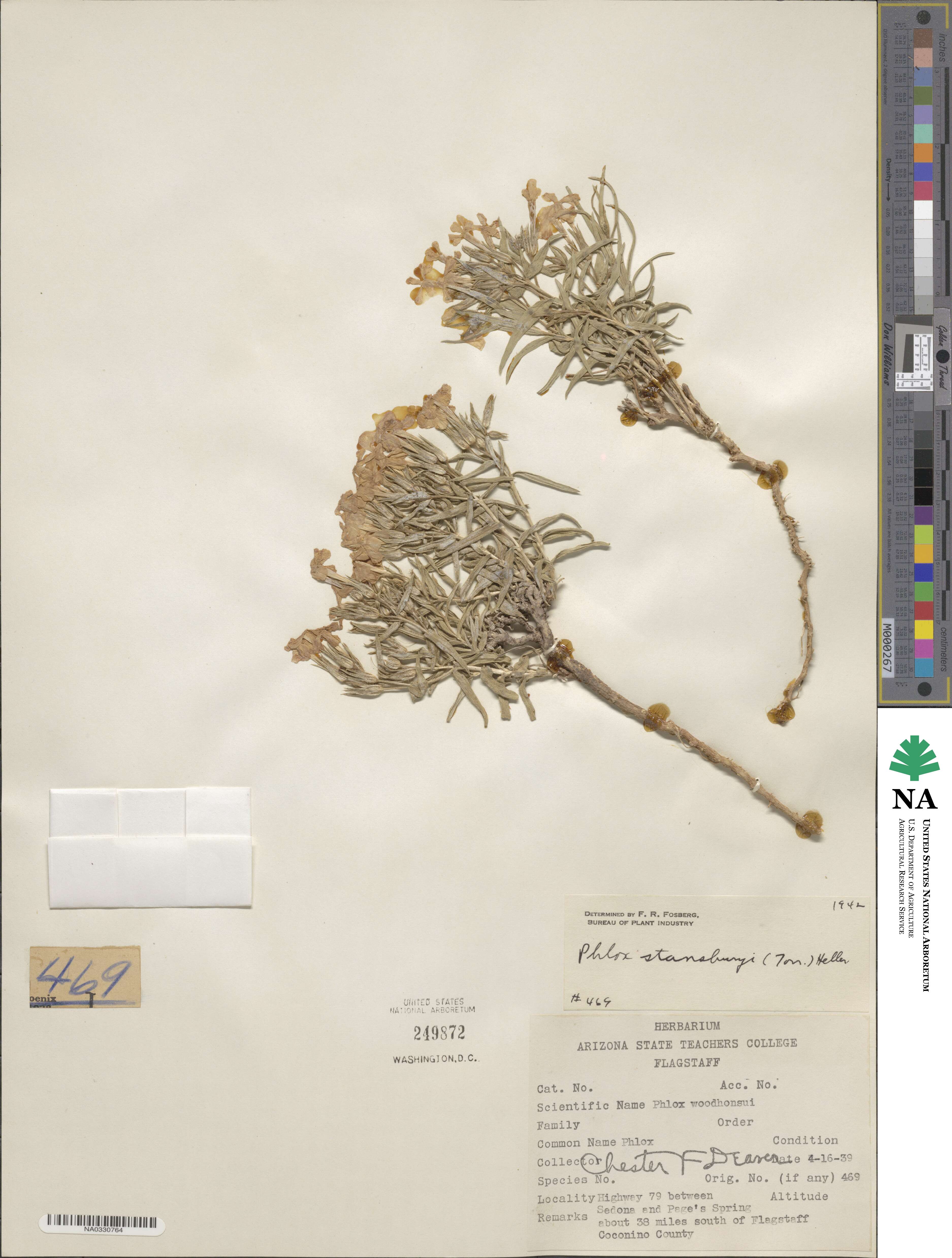 Phlox stansburyi image