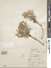 Phlox stansburyi image