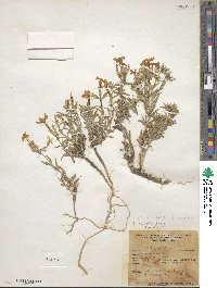 Phlox stansburyi image