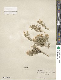 Phlox stansburyi image