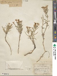 Phlox stansburyi image