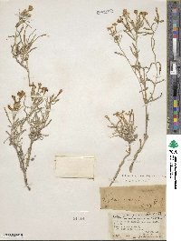 Phlox stansburyi image