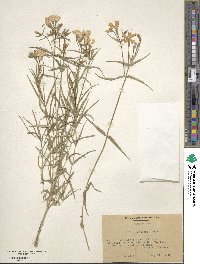 Phlox speciosa image