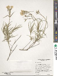 Phlox speciosa image