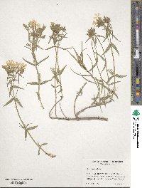 Phlox speciosa image