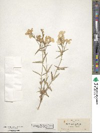 Phlox speciosa image