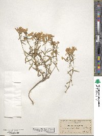 Phlox speciosa image