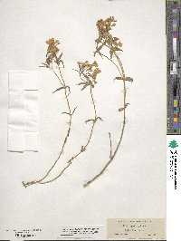 Phlox speciosa image