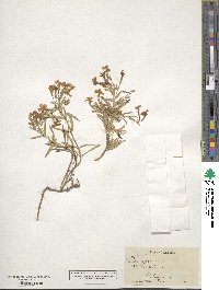 Phlox speciosa image