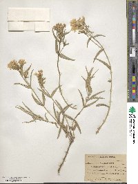 Phlox speciosa image