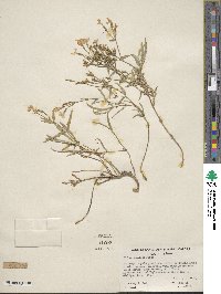 Phlox speciosa image