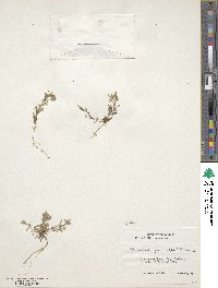 Phlox gracilis image