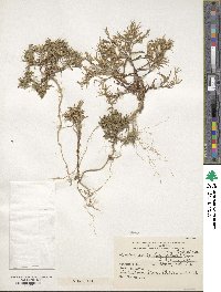 Phlox gracilis image