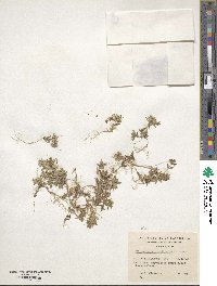 Phlox gracilis image