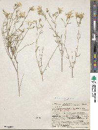 Phlox tenuifolia image