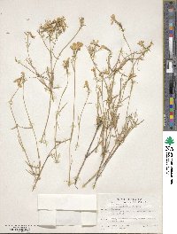 Phlox tenuifolia image