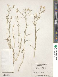 Phlox tenuifolia image