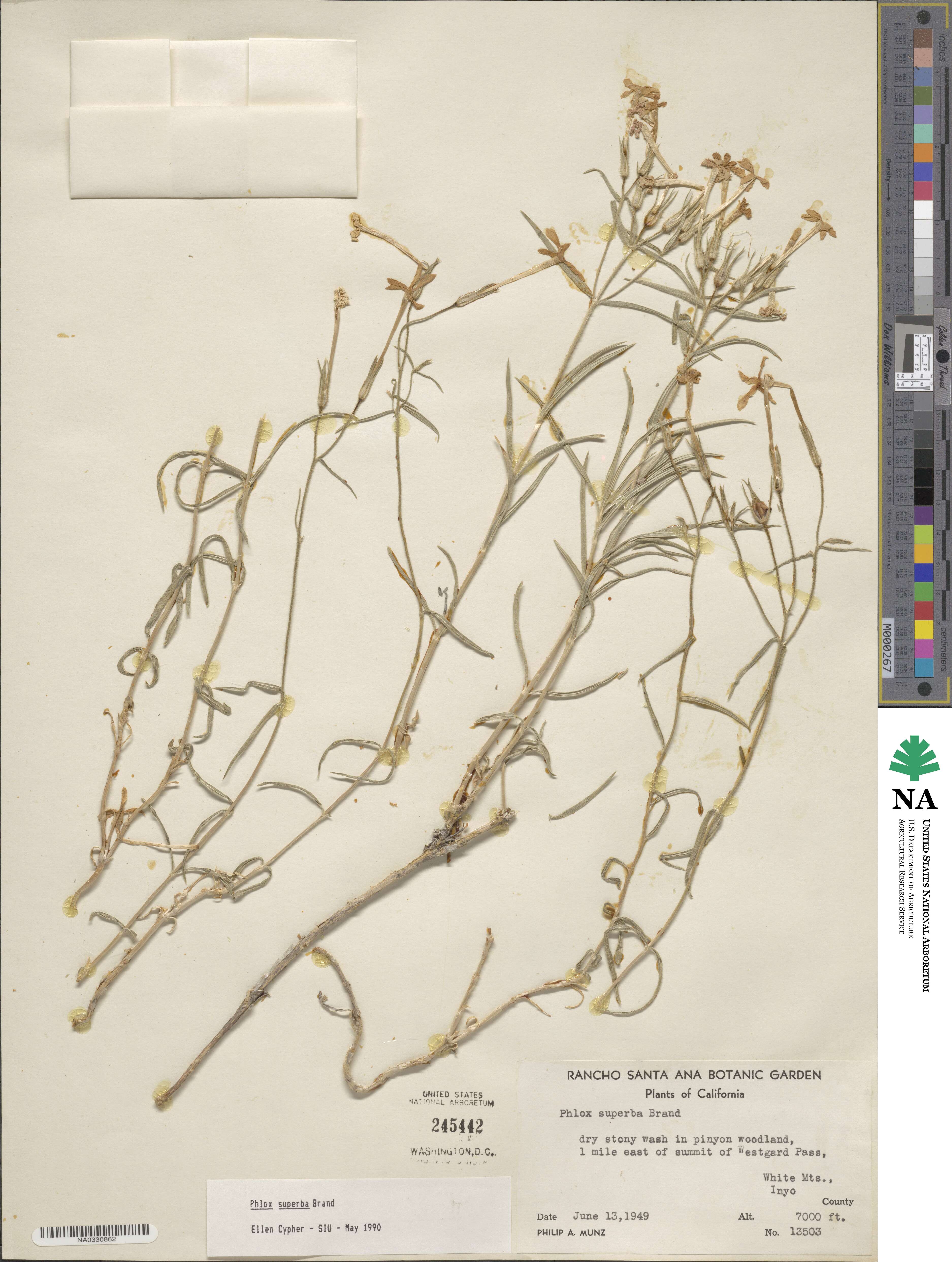 Phlox stansburyi subsp. superba image