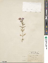 Phlox drummondii image