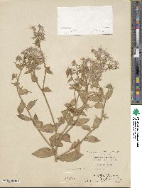 Phlox drummondii image