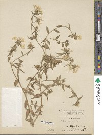 Phlox drummondii image