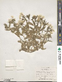 Phlox drummondii image