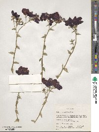 Phlox drummondii image