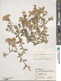 Phlox drummondii image