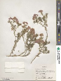 Phlox drummondii image