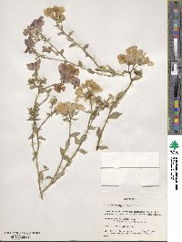 Phlox drummondii image